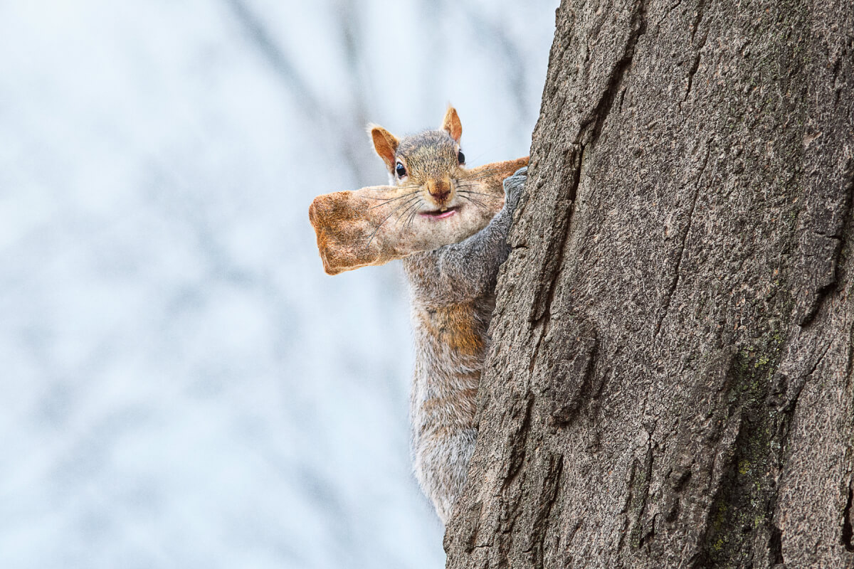 Packed With Nuts